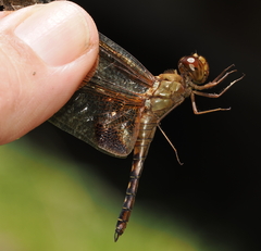 Hydrobasileus croceus