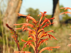 Chasmanthe floribunda