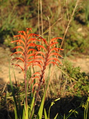 Chasmanthe floribunda