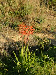 Chasmanthe floribunda
