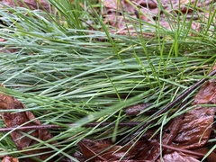 Carex remota