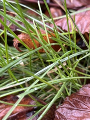 Carex remota