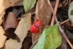Probergrothius sanguinolens