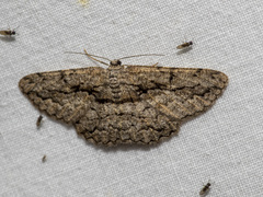 Scioglyptis canescaria