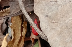 Probergrothius sanguinolens