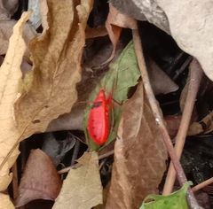 Probergrothius sanguinolens