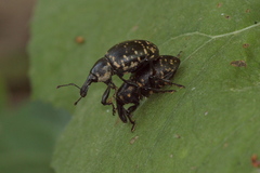 Liparus glabrirostris