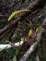 Bulbophyllum vulcanorum