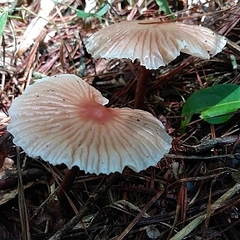 Collybiopsis neotropica