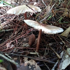 Collybiopsis neotropica