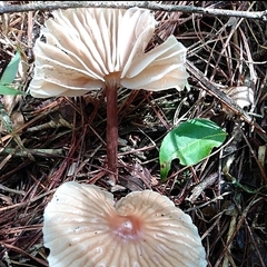 Collybiopsis neotropica