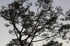 Pinus densiflora