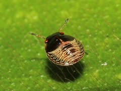 Brachyplatys subaeneus