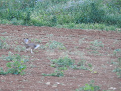 Lepus granatensis