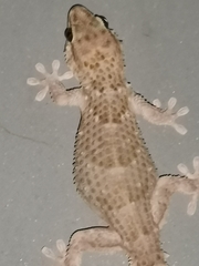 Chondrodactylus bibronii