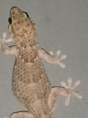 Chondrodactylus bibronii