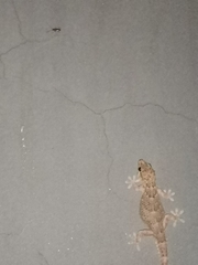 Chondrodactylus bibronii