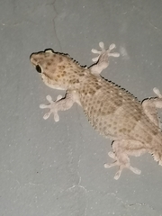 Chondrodactylus bibronii