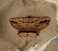Menophra abruptaria