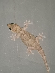 Chondrodactylus bibronii