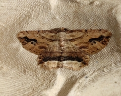 Menophra abruptaria
