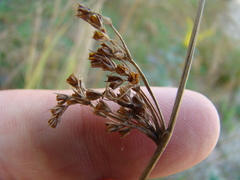 Juncus pylaei