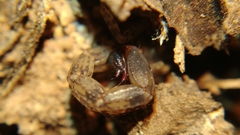 Lychas mucronatus