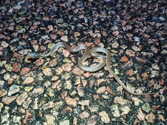 Crotaphopeltis hotamboeia