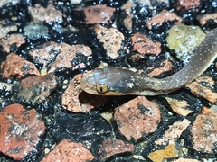 Crotaphopeltis hotamboeia