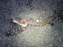 Bitis arietans arietans