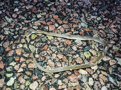 Crotaphopeltis hotamboeia