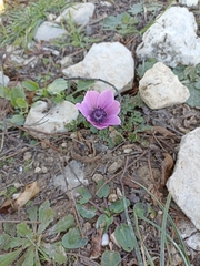 Anemone coronaria