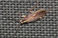 Balta bicolor
