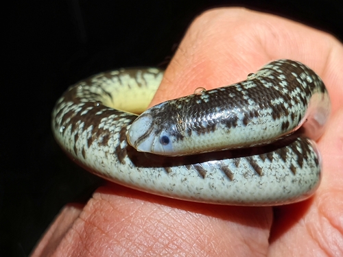 Photo of a Schlegel's Giant Blind Snake (Afrotyphlops schlegelii)