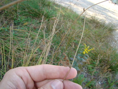 Juncus pylaei