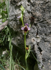 Ophrys oestrifera