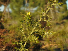 Ulex argenteus subsericeus