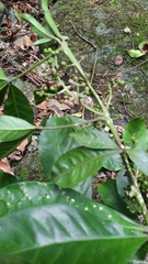 Melicope semecarpifolia