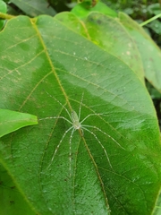 Hygropoda lineata