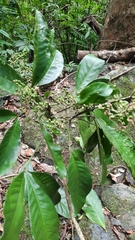 Melicope semecarpifolia