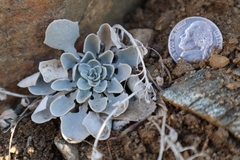 Physaria vitulifera