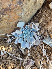 Physaria vitulifera