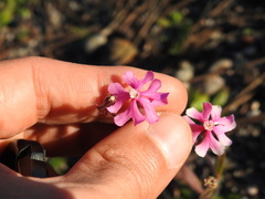 Silene scabriflora