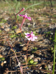 Silene scabriflora