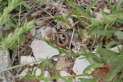 Ablepharus kitaibelii