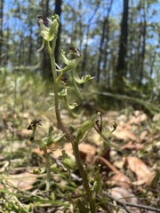 Arthrochilus prolixus