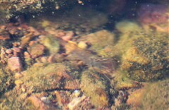 Macrobrachium amazonicum