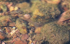 Macrobrachium amazonicum