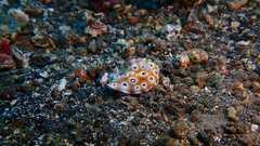 Goniobranchus leopardus