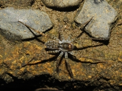 Pardosa pseudoannulata